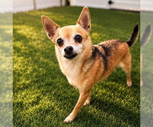 Marley - Male Chihuahua-Unknown Mix Dog for Adoption - Photo #10