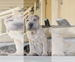 Puppy Ziti Chinese Shar-Pei