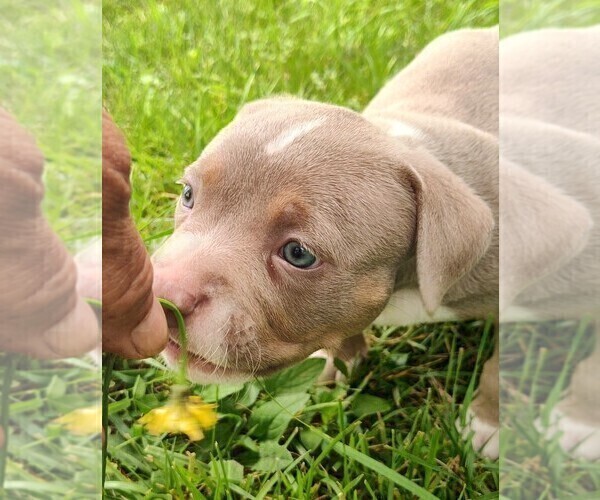Medium Photo #11 American Bully Puppy For Sale in COUDERSPORT, PA, USA