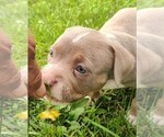 Small #3 American Bully