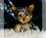 Small #2 Yorkshire Terrier