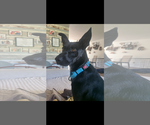 Small #5 Labrador Retriever Mix