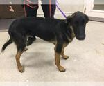 Small German Shepherd Dog