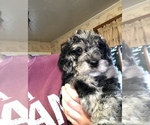 Small Photo #4 Labradoodle Puppy For Sale in MIFFLINBURG, PA, USA