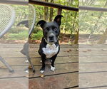 Small #6 American Pit Bull Terrier Mix