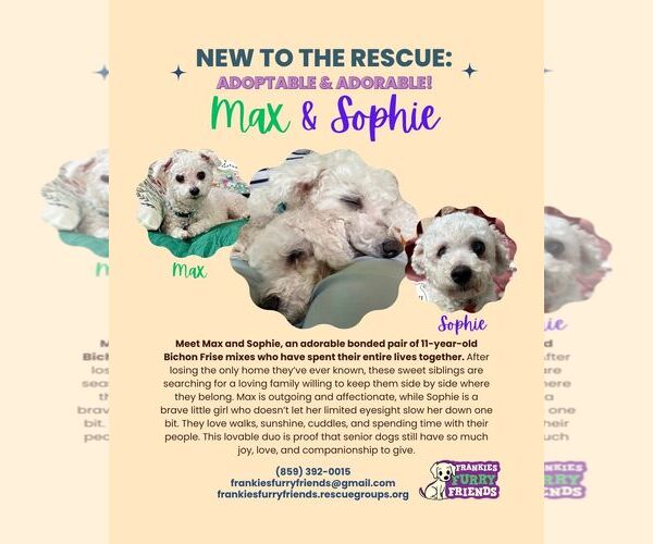 Medium Photo #3 Bichon Frise-Unknown Mix Puppy For Sale in Alexandria, KY, USA