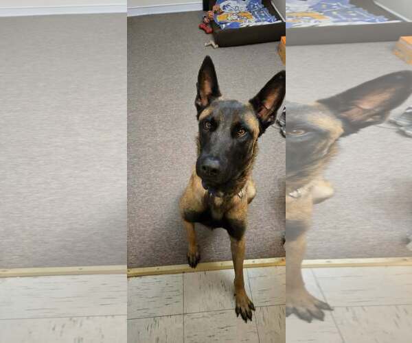 Medium Photo #4 Mutt Puppy For Sale in Westwood, NJ, USA