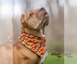 Small #7 American Pit Bull Terrier