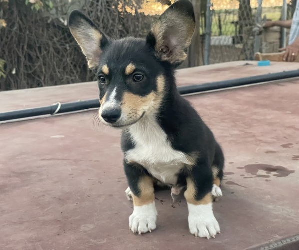 Medium Photo #9 Pembroke Welsh Corgi Puppy For Sale in OAKDALE, CA, USA