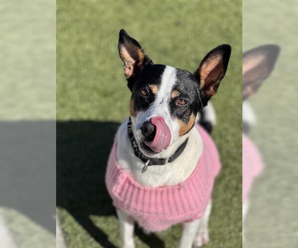 Medium Photo #2 Mutt Puppy For Sale in San Martin, CA, USA