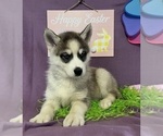 Small #1 Siberian Husky