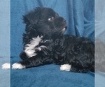 Small Photo #16 Morkie Puppy For Sale in HOLLAND, MI, USA