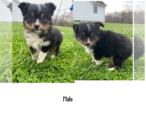 Miniature Australian Shepherd Puppy for sale in NEW WASHINGTN, IN, USA