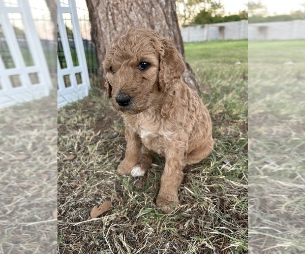 Medium Photo #1 Poodle (Standard) Puppy For Sale in QUEEN CREEK, AZ, USA