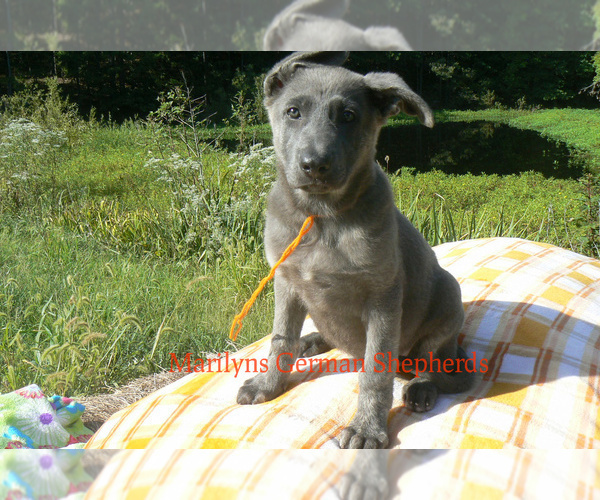 Medium Photo #6 German Shepherd Dog Puppy For Sale in PIEDMONT, MO, USA