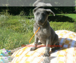 Small #5 German Shepherd Dog