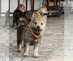 Small Photo #18 Czech Wolfdog-Wolf Hybrid Mix Puppy For Sale in Darova, Timis, Romainia