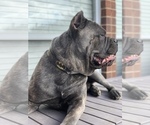 Small Photo #1 Cane Corso Puppy For Sale in ALLEN, TX, USA