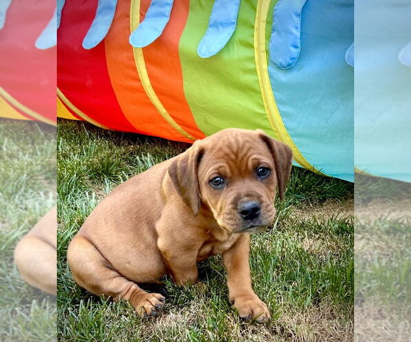 Medium Photo #4 Mutt Puppy For Sale in Mooresville, NC, USA