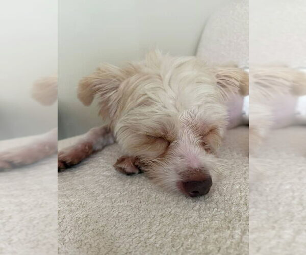 Medium Photo #6 Mutt Puppy For Sale in Houston, TX, USA