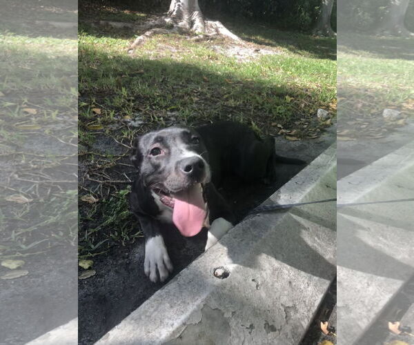 Medium Photo #5 Mutt Puppy For Sale in Royal Palm Beach, FL, USA