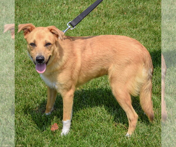 Medium Photo #2 Collie-Unknown Mix Puppy For Sale in Huntley, IL, USA