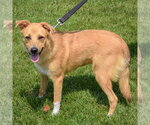 Small #1 Collie Mix