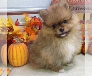 Pomeranian Puppy for sale in CASSVILLE, MO, USA