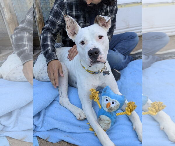 Medium Photo #4 Argentinian Mastiff-Unknown Mix Puppy For Sale in Williamsburg, NM, USA
