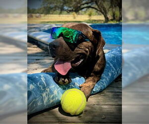 American Bulldog-Basset Hound Mix Dogs for adoption in Pleasanton, TX, USA