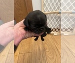 Small Pug