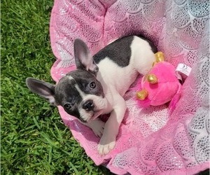 French Bulldog Puppy for sale in TAMPA, FL, USA