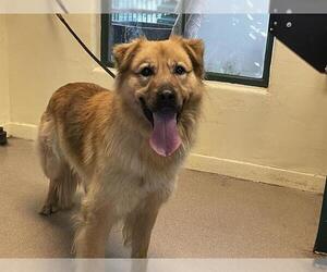 German Shepherd Dog Dogs for adoption in Pasadena, CA, USA