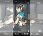 Small Photo #1 Schnauzer (Miniature) Puppy For Sale in PLATTE CITY, MO, USA