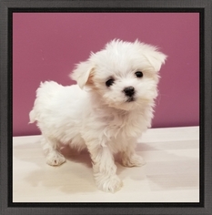 Maltese Puppy for sale in EAST MEADOW, NY, USA
