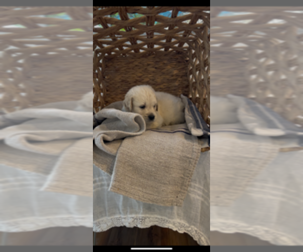 Medium Photo #7 Golden Retriever Puppy For Sale in MERCED, CA, USA