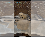 Small #6 Golden Retriever