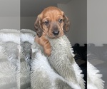 Puppy 3 Dachshund