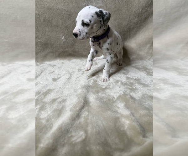 Medium Photo #4 Dalmatian Puppy For Sale in FORT WORTH, TX, USA