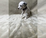 Small #3 Dalmatian