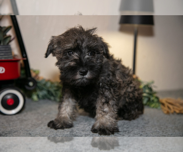 Medium Photo #3 Schnauzer (Miniature) Puppy For Sale in SHILOH, OH, USA