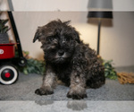 Small #1 Schnauzer (Miniature)