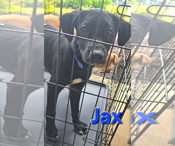 Medium Photo #14 Labrador Retriever-Unknown Mix Puppy For Sale in McDonough, GA, USA