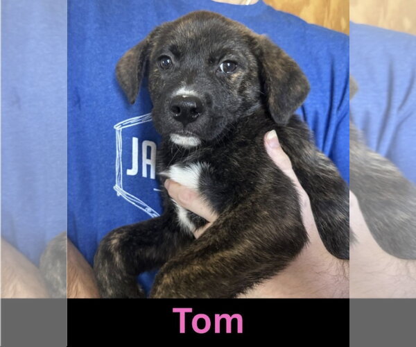 Medium Photo #1 Mutt Puppy For Sale in The Woodlands, TX, USA