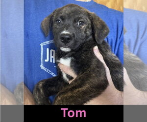 Mutt Dogs for adoption in The Woodlands, TX, USA