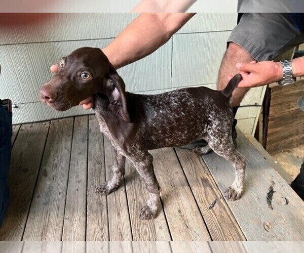 Medium Photo #1 German Shorthaired Pointer Puppy For Sale in HOUSTON, TX, USA