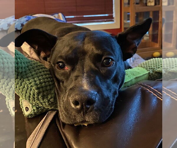 Medium Photo #11 American Pit Bull Terrier-Unknown Mix Puppy For Sale in Fargo, ND, USA