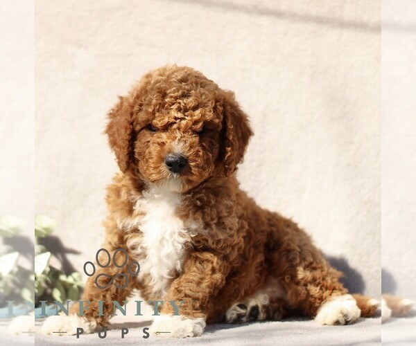 Medium Photo #3 Goldendoodle (Miniature) Puppy For Sale in EPHRATA, PA, USA