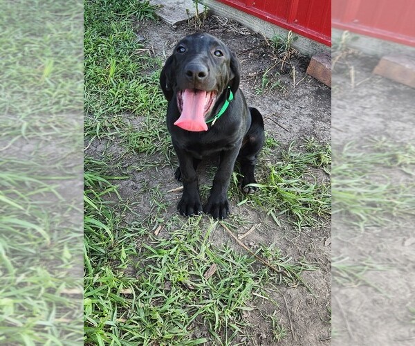 Medium Photo #3 Labrador Retriever Puppy For Sale in MERIDEN, KS, USA