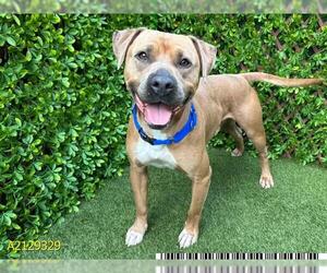 American Pit Bull Terrier Dogs for adoption in West Palm Beach, FL, USA